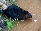 Top 194+ Black beaver animal - Merkantilaklubben.org