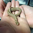 Baby Snake | Baby snakes, Snake, Animals