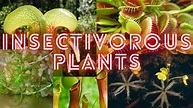 Insectivorous Carnivorous Plants | Carnivorous Plants | Some types of ...