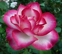 Dozens of Wonderful Multi-Colored Roses - Marin Rose Society