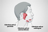 Glândulas salivares - O que é, função, onde ficam, anatomia, saliva