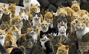 Herding Cats - Stephen Pallaras
