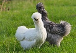 10 Silkie Chicken Colors (With Pictures) | Pet Keen
