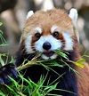 34 Super Cute Animals - Funoramic