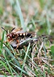 Ground Hornets (Cicada Killer Wasps): 15 Things to Know + Get Rid of ...