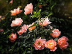 Rosen im Herbst - 29. September 2018 Foto & Bild | pflanzen, pilze ...