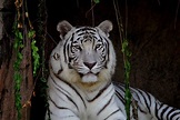 white tiger beautiful pic | Animals, White tiger, Pet portraits
