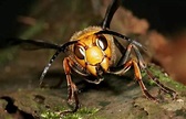 杀人蜂只能沦为它的口中肉，它才是蜂界最残暴最可怕的霸主_百科TA说
