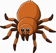 tarantula animal dibujos animados color clipart 7528135 Vector en Vecteezy