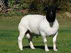 dorper sheep - Recherche Google | Dorper sheep, Sheep farm, Sheep