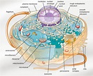 3.4 – Unique Characteristics of Eukaryotic Cells – Microbiology 201