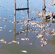 La laguna de Lobos tiene alerta roja por cianobacterias y se registra ...