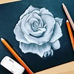 White Rose | Charcoal Drawing | Art Amino