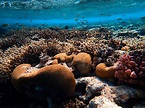 Brown Coral Reef in Sea · Free Stock Photo