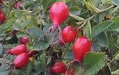 Rose Family Fruit Trees | Fruit Trees