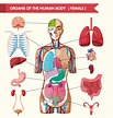 Diagram Showing Anatomy Of Human Body With Names Vector Image | vlr.eng.br