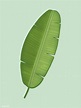 Tropical green banana leaf illustration | free image by rawpixel.com ...
