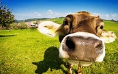 Funny Cow Wallpaper (62+ pictures)