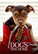 A Dog's Way Home streaming: where to watch online?