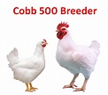 Poultry Breed / Genetics: COBB 500 Broiler Parent Stock | Protimax ...
