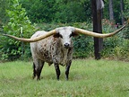 Humongous Horns: Texas Longhorn From Alabama Sets Guinness World Record ...
