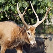 Pere David's Deer | Elaphurus Davidianus. | Nomad Shinnie | Flickr