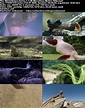 Download BBC - Weird Nature: Series 1 (2003) 720p HDTV x264-MVGroup ...