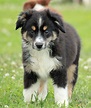 Cute Puppy Dogs: Mini Australian Shepherd Puppies