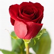 1 Rosa Rossa Promo - Fiorista Donatella l Fioraio Bologna