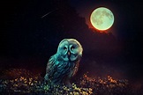 Night Owl Wallpapers - Wallpaper Cave