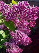 “Sensation” lilac | Lilac, Flora, Plants