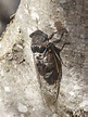 Cicada orni - Wikipedia