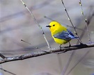Yellow Birds in North Carolina - Picture and ID Guide - Bird Advisors