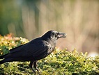 Jutta Maue Kay – Crows on a Cloud – Aves Noir | Crows & Ravens
