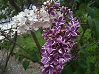 Her ‘Sensation’ lilac looks different this year. Enjoy! - Indiana Yard ...