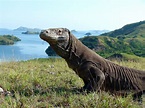 Dragon Island - National Geographic Channel - Asia
