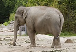 File:Elefante asiático (Elephas maximus), Tierpark Hellabrunn, Múnich ...