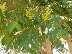 AILANTO: Ailanthus altissima | Plantas rioMoros