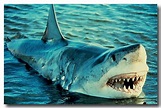 Great White Shark or White Pointer - Lochman TransparenciesLochman ...