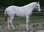 few spot appaloosa - Google Search | Appaloosa horses, Appaloosa, Horses