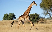Giraffe Facts, History, Useful Information and Amazing Pictures