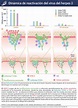 Herp_fisiopatologia