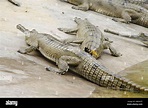 Cocodrilos o verdaderos cocodrilos son grandes reptiles acuáticos que ...