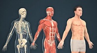 Der menschliche Körper (Mann) - 3D-Modell - Mozaik Digitale Bildung und ...