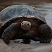 Las tortugas gigantes de Galápagos, un ejemplo de conservación - 14.02. ...