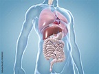 Innere Organe: anatomische 3D-Illustration Stock-Illustration | Adobe Stock
