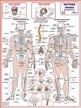 Mapas Do Corpo Humano 120x90 Cm A Sua Escolha | Parcelamento sem juros