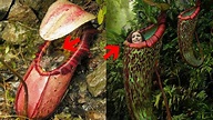 Top5 das plantas carnívoras mais curiosas e fascinantes - Curiosidades ...