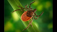 As Lyme Disease Cases Rise, Tips for Protecting Against Tick Bites ...