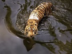 Javan Tiger | Smithsonian Photo Contest | Smithsonian Magazine
